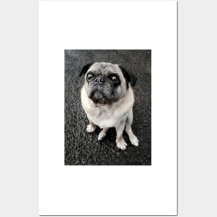 Cute pug dog standing at attention ready for food Posters and Art